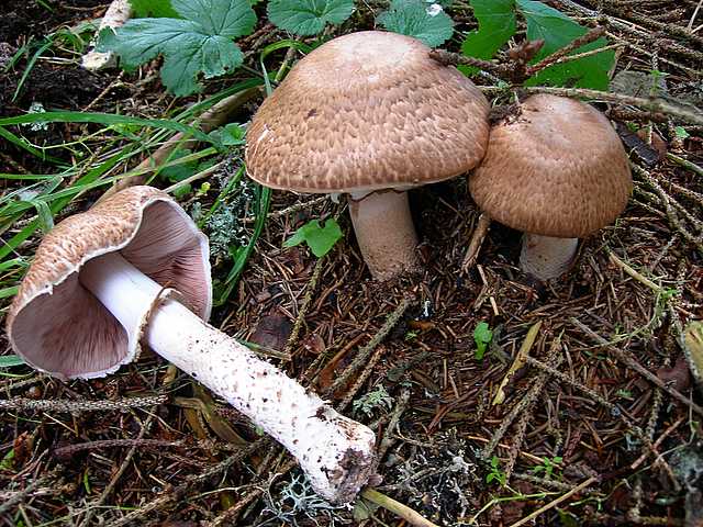 2005 :  Un anno di funghi